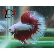 PMAY 2566